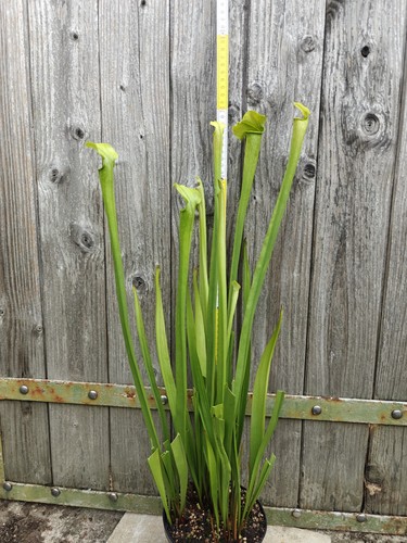 Sarracenia alata xxxl - alata,