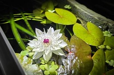 Nymphaea,Aquarium