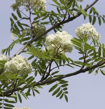 Eßbare Eberesche 125-150cm -