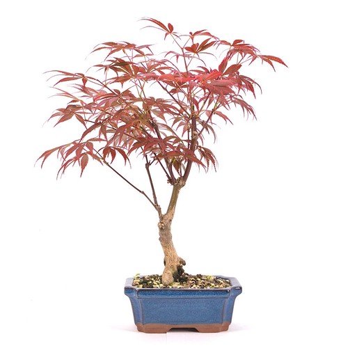 Bonsai fächer ahorn acer - bonsai, fächer-ahorn