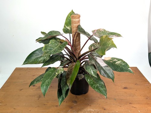 Philodendron erubescens