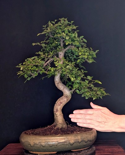Bonsai chinesische ulme - bonsai, ulmus