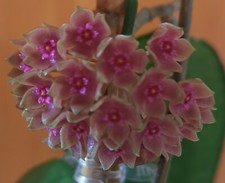 Hoya Hanhiae pink 