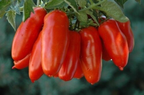100 samen san marzano tomate - 100,