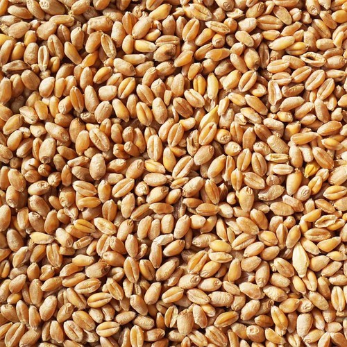 Weizen futterweizen - 25, kg