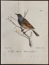 1830 - Accenteur Mochet -