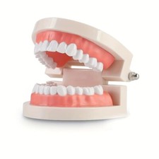 Zahnmodell Zahnpflege Gebiss Naturgross putzen lernen Zahnarzt Lehrmittel Kinder