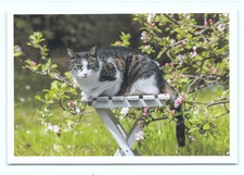 1 AK Katze 27° - NEU !!! #