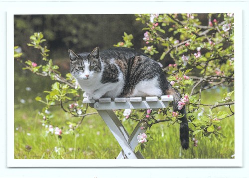 Postkarte katze - postkarte, 27°