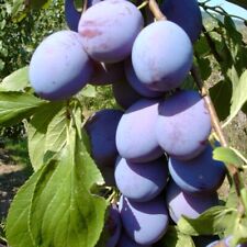 Hanita (S) Zwetsche aromatisch gut steinlösend Buschbaum Halbstamm Hochstamm