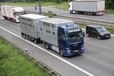 LKW Foto MAN TGX Viehtransporter Deutschland blau Rohrbach #l3ww