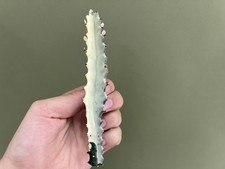 Euphorbia lactea White Ghost