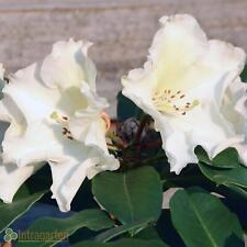 Rhododendron Cunningham's White weiss Blühende Strauch im Topf  winterhart