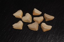 Fossile Haizähne Fossilien