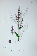 Original alter antiker Druck