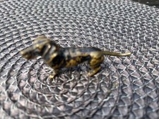 Wiener Bronze Dackel Dachshund ca. 1900