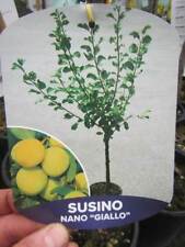 Zwerg Pflaumenbaum - gelbe süße Früchte - winterharte Pflanze 90-120cm