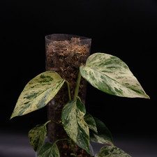 Moss Pole Rankhilfe für