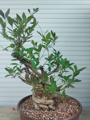 Pre bonsai lonicera japonica - pre,