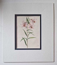 GROVE Lilium Japonicum, 1943