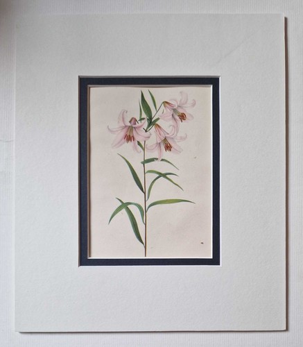Grove lilium japonicum - japonicum,, 1943