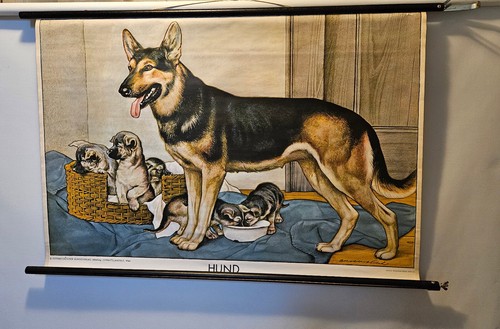 Vintage rollkarte hund - vintage,