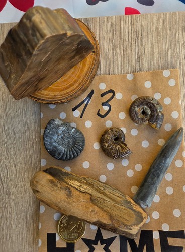 Versteinertes holz und - holz,