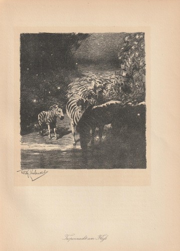 Tropennacht zebras fluß - zebras, am