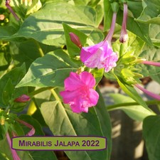 Wunderblume Mirabilis Jalapa
