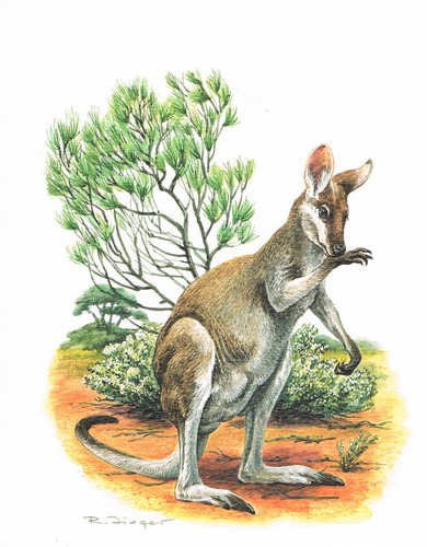 Hübschgesicht-Wallaby
