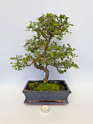 Bonsai chinesische ulme nr - ulme,