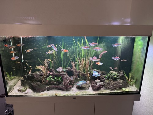 Juwel rio 350 - juwel, mit