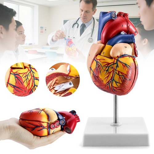 Anatomie modell herz des - modell,