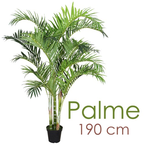 Palmenbaum palme arekapalme - palmenbaum,
