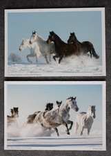 2 Postkarten PRE,Andalusier,Pferd,Pferde,Tiere,Pferdepostkarte,AK,Ansichtskarte