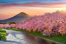 Wandbild: Kirschblüten und Fuji-Berg im Frühjahr bei Sonnenaufgang, [...]