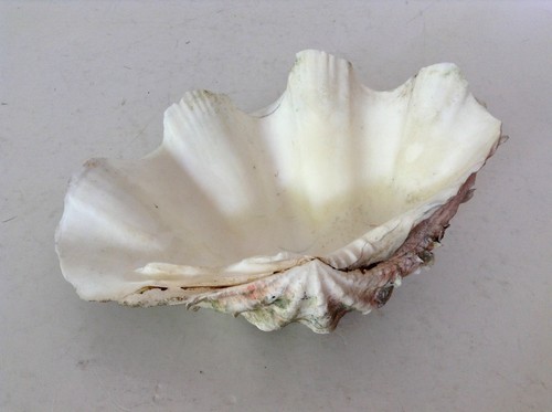 Große tridacna squamosa alte - große, squamosa.