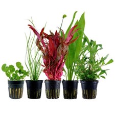 Pflanzen Set mit 5 Hintergrund