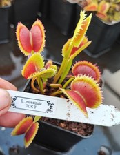 Dionaea muscipula 'TDK 3' "XL"