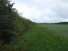 Photo 6x4 Hedgerow, Hilver