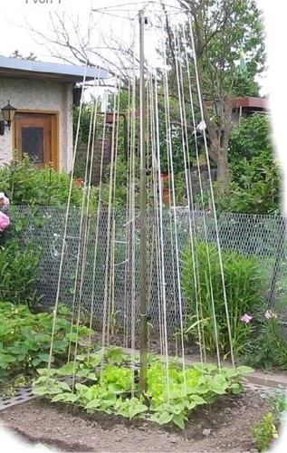 Bohnen gestell gerüst - bohnen,
