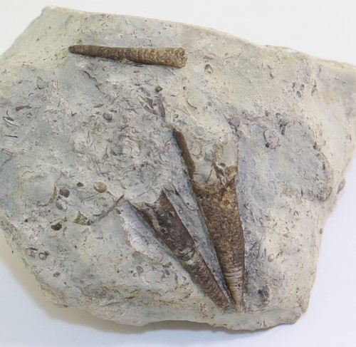 Nautiloid cyrtoceras sp - nautiloid,,