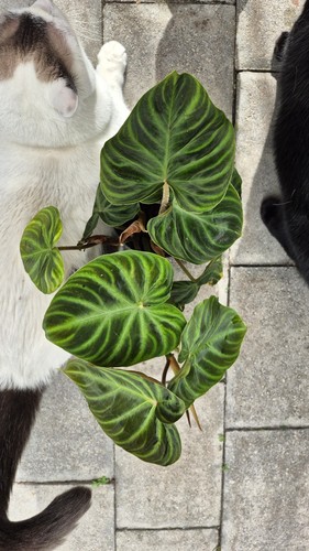 Philodendron verrucosum - philodendron,