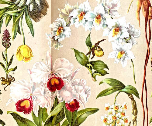 Alte chromolithographie - alte,