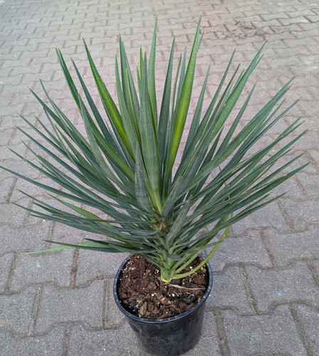 Yucca aloifolia - aloifolia,
