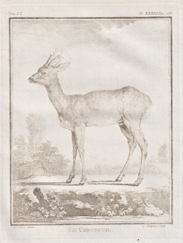 Reh chevreuil hirsche animals - chevreuil,