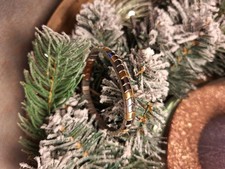 Magnetschmuck Gliederarmband