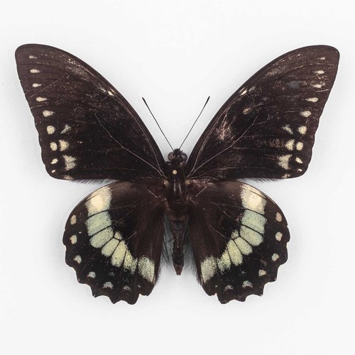 Papilio birchalli bryki - birchalli, ♂