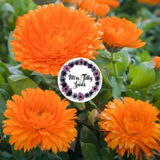 NEU Gefüllte Ringelblume