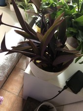 Ableger tradescantia pallida - tradescantia,